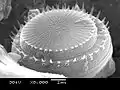 Diatomea torta (Stephanodiscus)