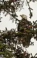 Águila calva (Haliaeetus leucocephalus), Parque Estatal de Recreo del Lago Chilkoot.