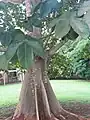 Sterculia apetala árbol y hojas