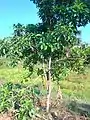 Espécimen joven del árbol de Pouteria caimito en la amazonia peruana.