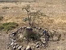 Árbol plantado al costado del Humedal de Quilicura.