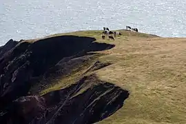 Pasto común