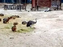 Convivencia en cautiverio de Dolichotis patagonum y Ñandúes.