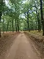 Paisaje en el bosque de robles de Foloi.