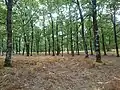 Paisaje en el bosque de robles de Foloi.