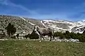 Caballo en el paisaje nevado del monte Timfi