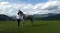 Local con su caballo cerca de Duisi