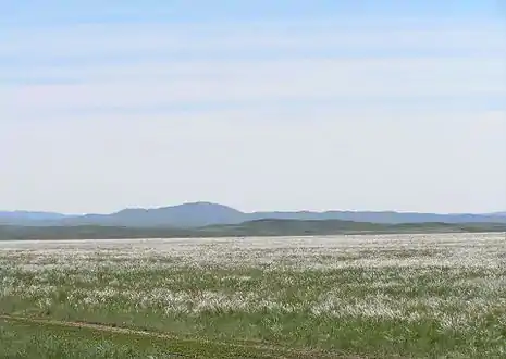 Estepa de la región este de Ayagoz, Kazajistán