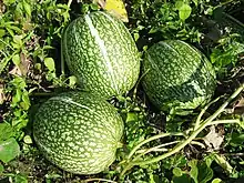 Harmelon phygolistkovy Cucurbita ficifolia - frutas