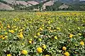 Trollius en el sur-oeste de Buriatia, Rusia
