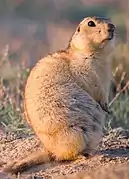 Marmota de cola larga