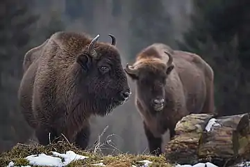 Bisón europeo en los cárpatos