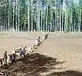 Monjes en el trabajo. Plantando papas. 1910