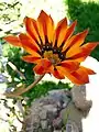 Gazania