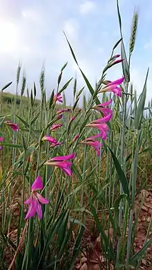 Gladiolus Italicus, Behbahan