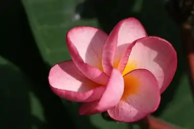 Flor desplegándose en su característica forma de molinillo. Cultivar de P. rubra.