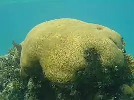 D. labyrinthiformis en la barrera de arrecife de Belice.