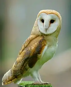 Tyto alba