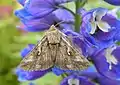 Autographa gamma