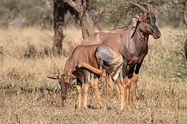 Una pareja de topi