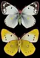 Colias alfacariensis, ♀