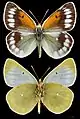 Colias christophi, ♂