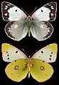 Colias croceus f.helice ♀