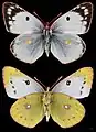 Colias hyale, ♀