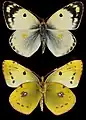 Colias hyale, ♂