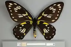 Ornithoptera victoriae regis hembra, vista ventral