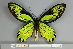 Ornithoptera victoriae regis macho, vista ventral