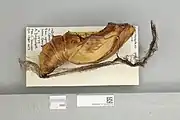 Pupa de Ornithoptera goliath procus, vista lateral