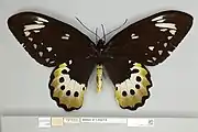 Ornithoptera goliath atlas hembra, vista dorsal