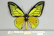 Ornithoptera goliath goliath macho, vista ventral