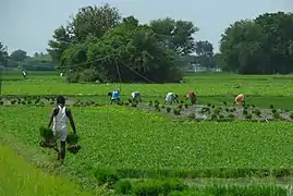 Tierras de cultivo, cerca de Kanchipuram