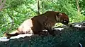 Tejón o Coatí (Nasua narica) animal típico de la región. Presente en el Parque Nacional Grutas de Cacahuamilpa