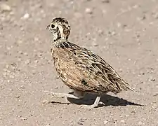 Codorniz pinta (Cyrtonyx montezumae).