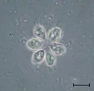 Colonia de Codosiga (Choanoflagellatea)