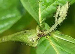 Domatium para hormigas en Cordia nodosa, una conspicua hinchazón.