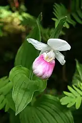 Cipripedio royal Cypripedium reginae