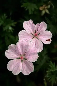 Geranium sanguineum 'Striatum'