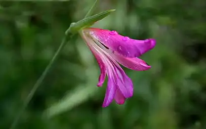 Gladiolus italicus