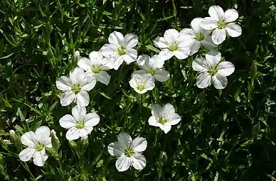 Minuartia graminifolia