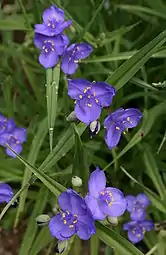 Tradescantia occidentalis