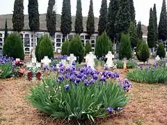 Vista interior del cementerio municipal de Torrebaja, con detalle de lirios en flor y señalizaciones en tierra (2008).