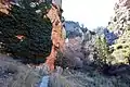 Detalle de planta trepadora por debajo de los Estrechos del Cañamar, Ruta de los Estrechos del Ebrón, en El Cuervo (Teruel).