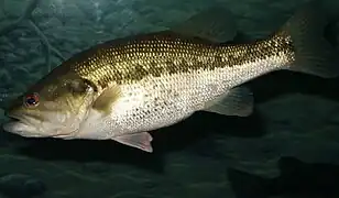 Micropterus salmoides