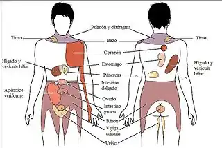 Dolor referido: Percepción y conciencia de sensaciones visceral se pueden mapear a ciertas regiones del cuerpo, como esta gráfica demuestra. Algunas sensaciones se sienten en el mismo sitio mientras otras se perciben como que afectan áreas que están a cierta distancia del órgano responsable.