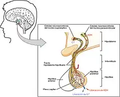 Esquema en el que se representa la síntesis de hormona antidiurética (ADH) y oxitocina (OT) en el hipotálamo y su liberación por la hipófisis posterior o neurohipófisis