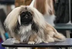 Pekinés